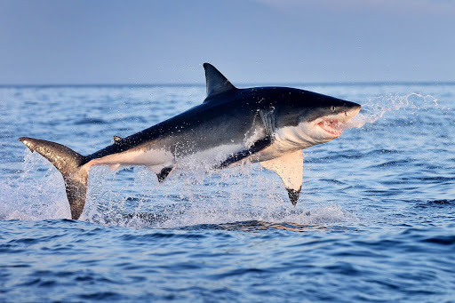 Collegiate Animal Kingdom: Sharks of Frat Row