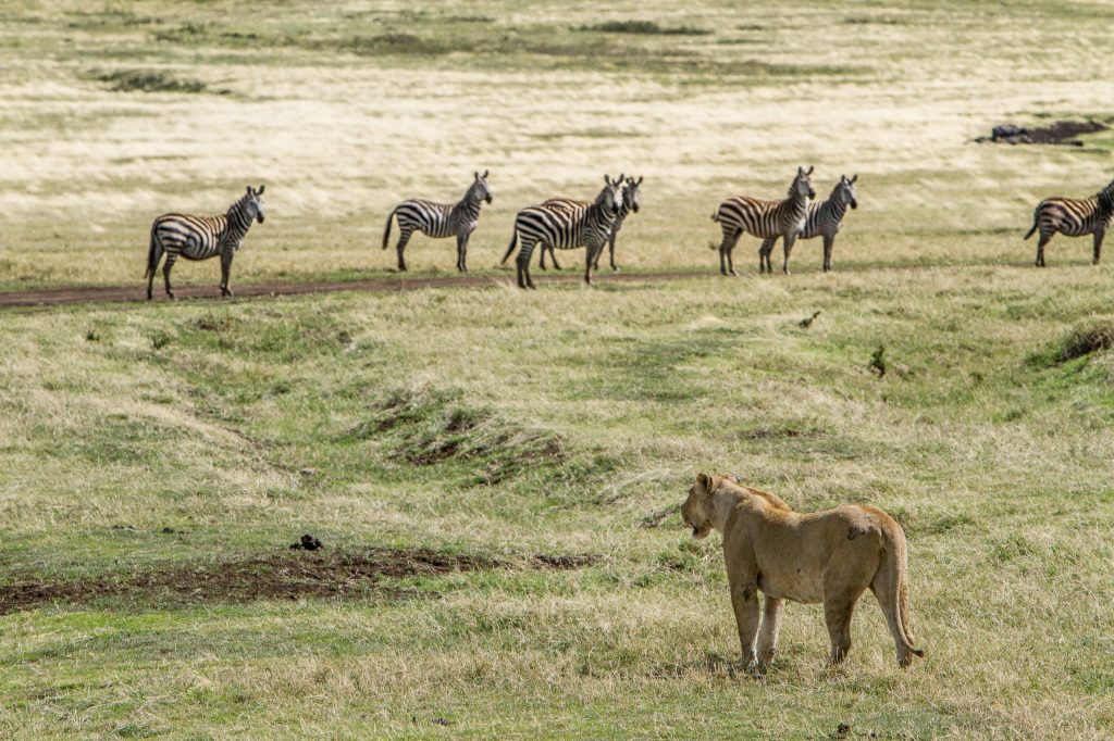 The Collegiate Animal Kingdom