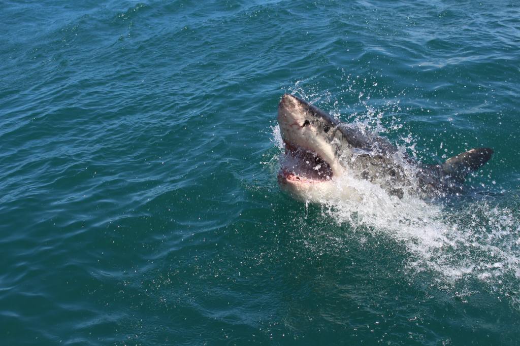 Surfer Describes Being Attacked By A Great White Shark And It Probably Sucked As Bad As It Sounds