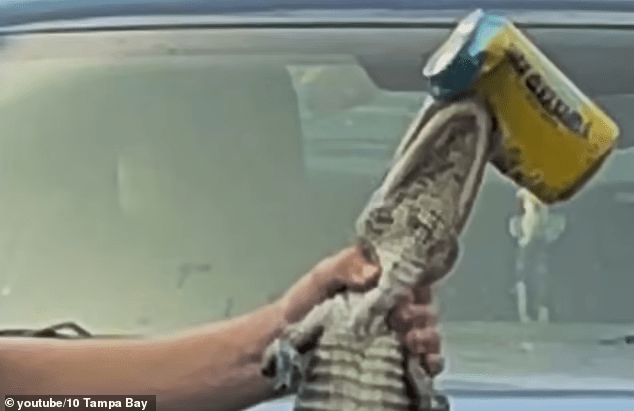 Florida Teen Forced Alligator To Drink Alcohol