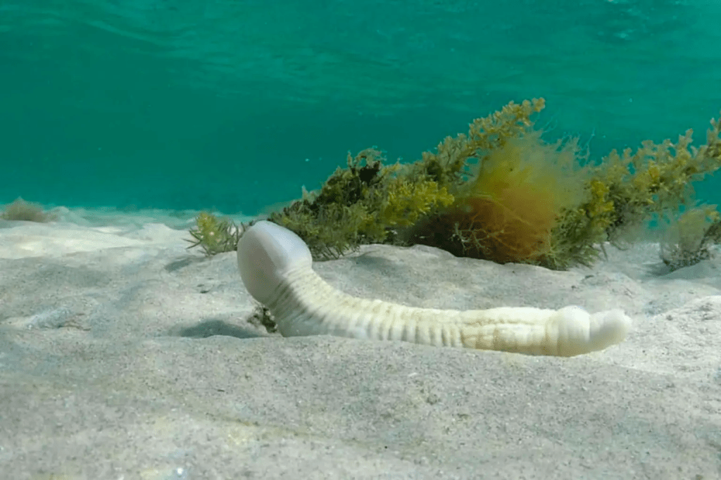 Thousands Of “Penis-Fish” Found In Argentina, Hard Cleanup Underway