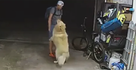 Man Steals Bike, Distracts Dog with Belly Rub